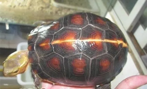 黄缘闭壳龟的外貌特征及区分