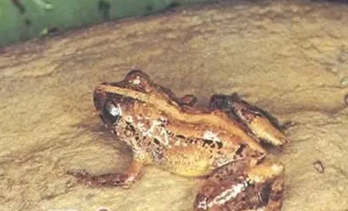 棕雨蛙的品种简介