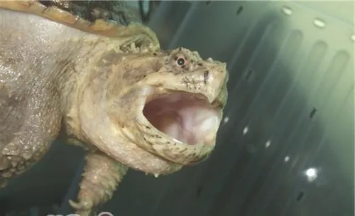 佛州拟鳄龟的外貌特征