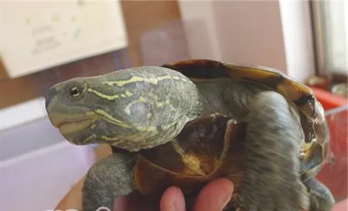 大头乌龟对环境的要求