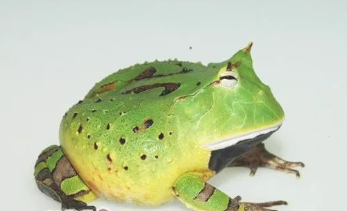 亚马逊角蛙的生活环境