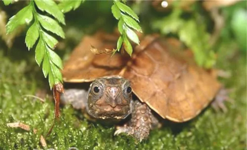枫叶龟的品种简介