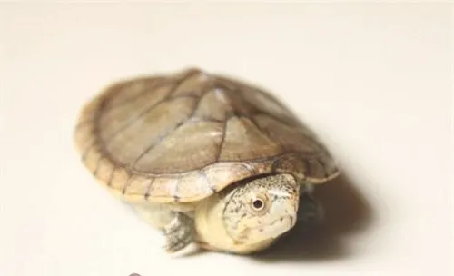哈雷拉泥龟的品种简介