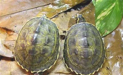 冠背龟的品种简介