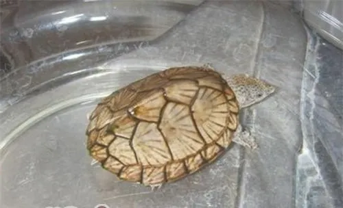 刀背麝香龟的形态特征