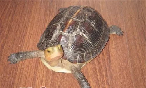 黄缘闭壳龟的品种简介