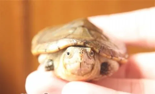 哈雷拉泥龟的饲养方法