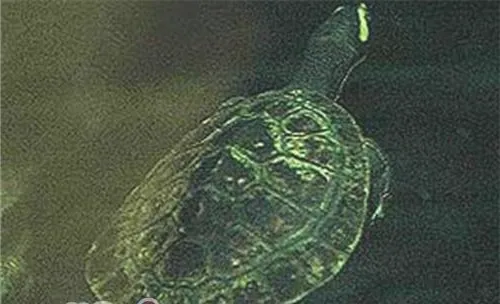 澳洲大头曲颈龟对环境的要求