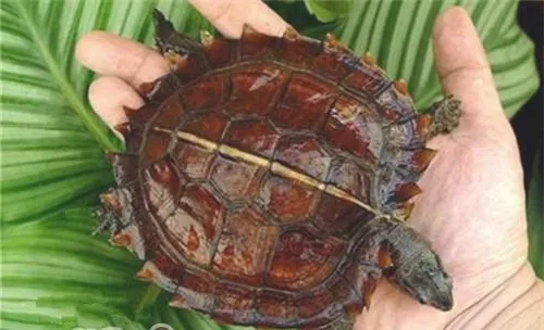 刺山龟的品种简介