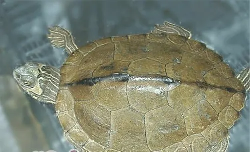 阿拉巴马地图龟的形态特征