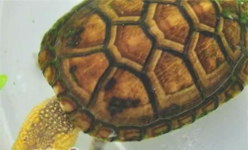 白唇泥龟的养护方法