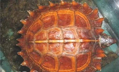 刺山龟的生活环境布置要求