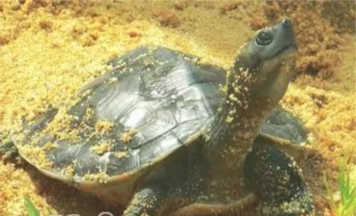 巴达库尔龟的形态特征