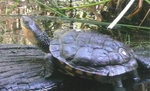 澳洲短颈龟的养护方法