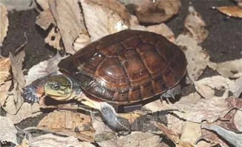 艾氏拟水龟品种简介