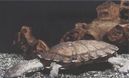 刺股蛇颈龟的生活环境