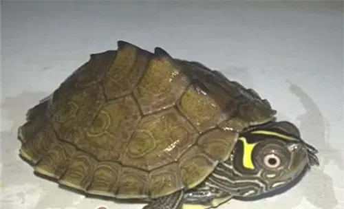 地图龟的品种简介
