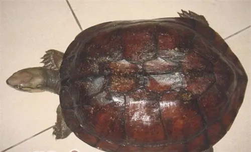 艾氏拟水龟生活环境介绍