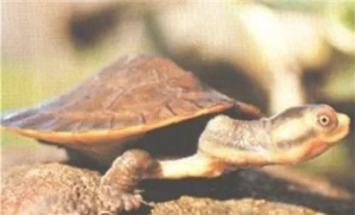 澳洲大头曲颈龟的形态特征