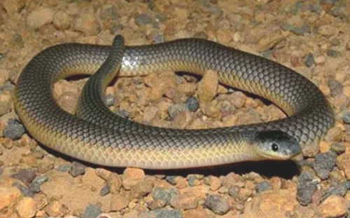 澳洲金刚蛇的品种特征