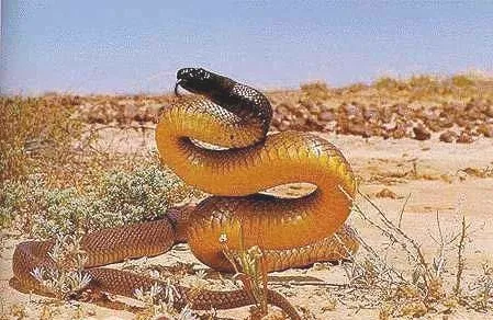 澳洲金刚蛇的生存要求