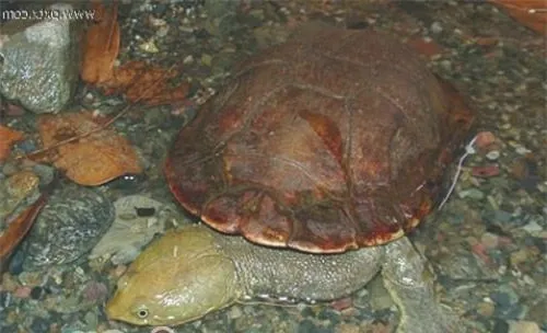 巴西蛇颈龟的形态特征