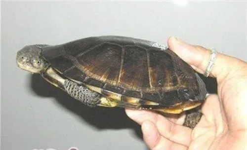 巴西放射刺颈龟的养护方法