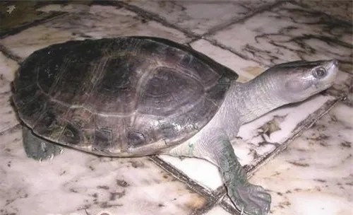 巴达库尔龟品种简介