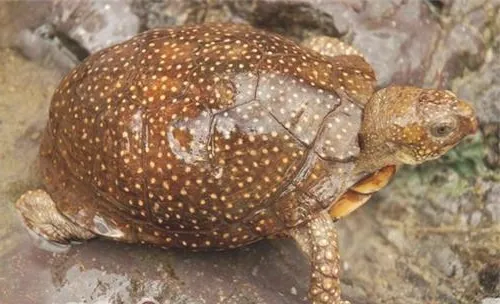 斑点箱龟的形态特征