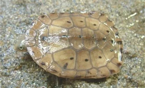 巴西蛇颈龟的品种简介