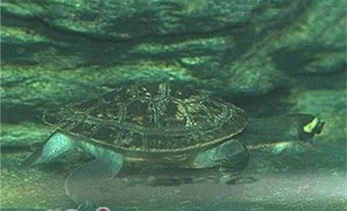 澳洲大头曲颈龟的养护方法