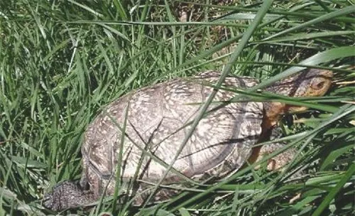 布氏拟龟的形态特征