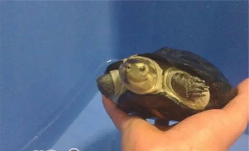 粗颈龟的饲养要点
