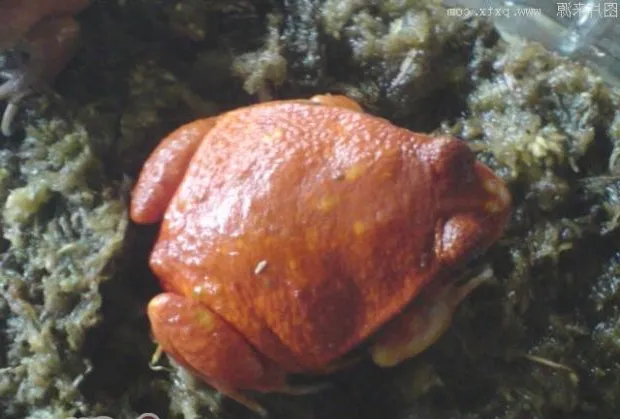 安东吉利红蛙的形态特征