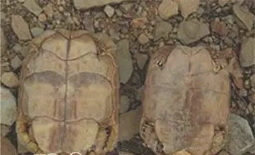 饲养包兰格海角陆龟的环境布置