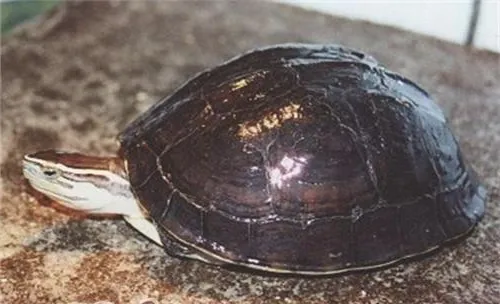 安布闭壳龟品种简介