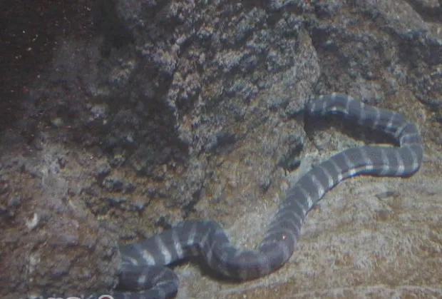 艾基特林海蛇的生活环境