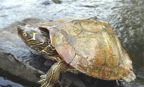 宠物龟红甲板病的症状表现