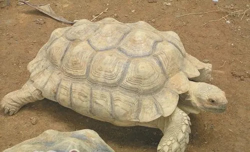 苏卡达陆龟简介