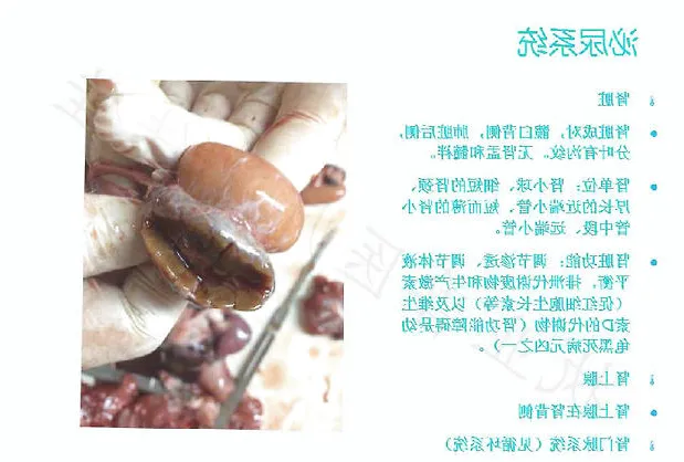 带你认识龟的呼吸系统、泌尿系统、生殖系统