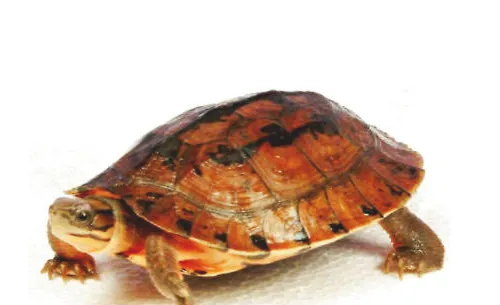 三线闭壳龟的常见病