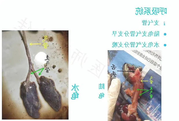 带你认识龟的呼吸系统、泌尿系统、生殖系统