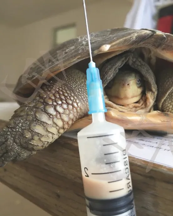 一例石龟肿前肢的治疗报告