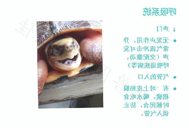 带你认识龟的呼吸系统、泌尿系统、生殖系统