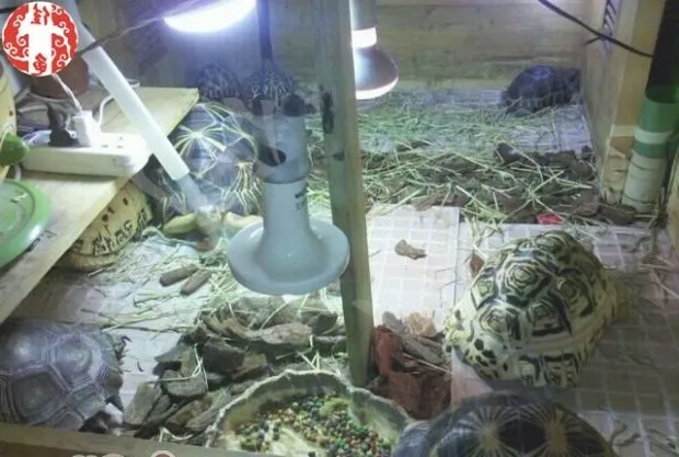 你知道各种各样的爬虫灯具有什么作用吗