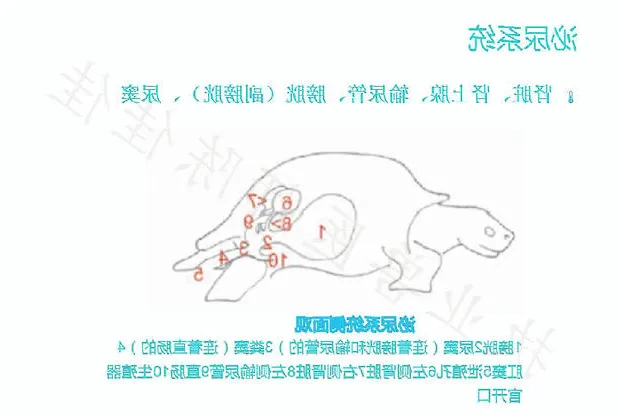 带你认识龟的呼吸系统、泌尿系统、生殖系统