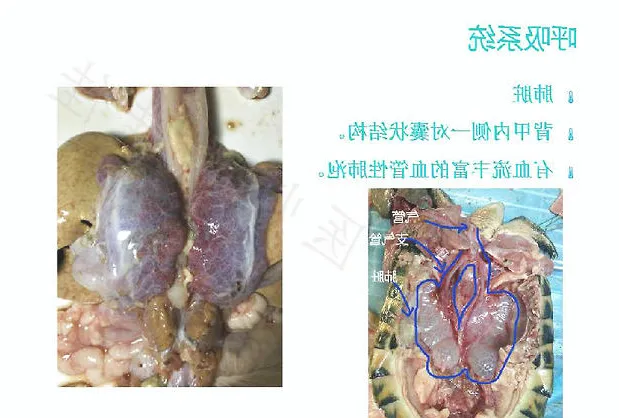 带你认识龟的呼吸系统、泌尿系统、生殖系统