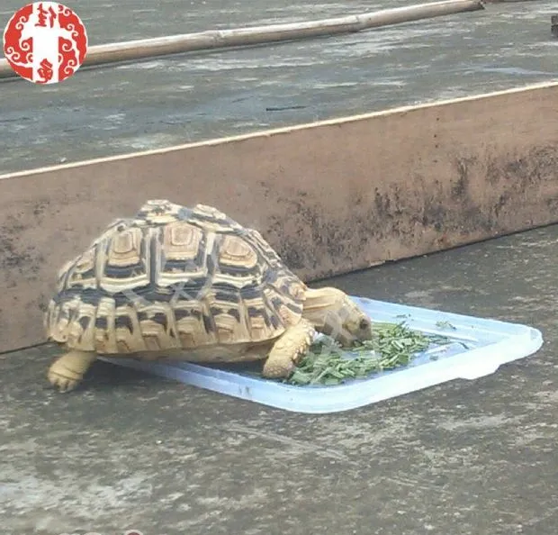 你知道各种各样的爬虫灯具有什么作用吗