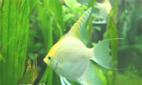 三类热带鱼活饵推荐