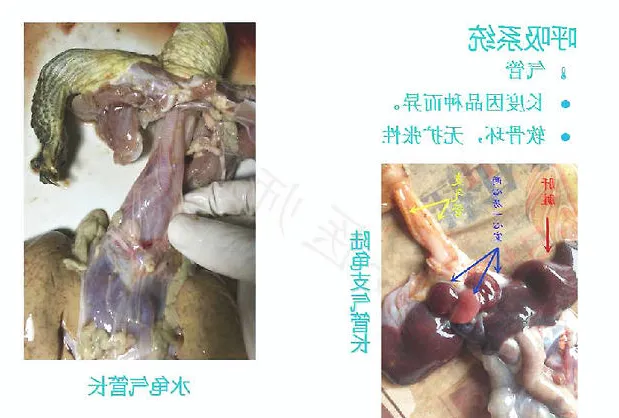 带你认识龟的呼吸系统、泌尿系统、生殖系统
